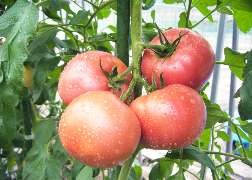 加子母地区とまと画像