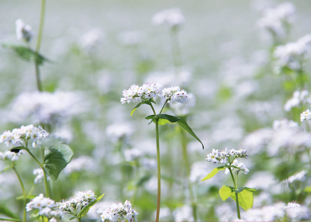 やさか地域画像1